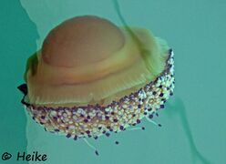 © Heike, Murter 08/2019