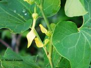 Aristolochia clematitis Linné, 1753 - Gewöhnliche Osterluzei, Žuta vučja stopa, Fundort: Bakarac 06/2013, Giftpflanze , Heilpflanze
