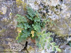 Burg Kličevica 11/2017