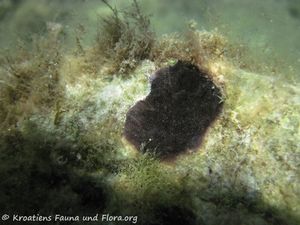 CalpNob Vir 140627 4358.jpg