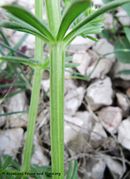 Senj - Burg Nehaj 04/2014