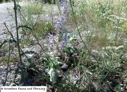 Vukšić 06/2017, unter schlechten Bedingungen wächst der Salbei klein.