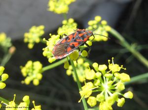 Spilostethus saxatilis Scopoli, 1763 Vir 160922 9333 k.jpg