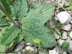 Blatt, Bruška 04/2017