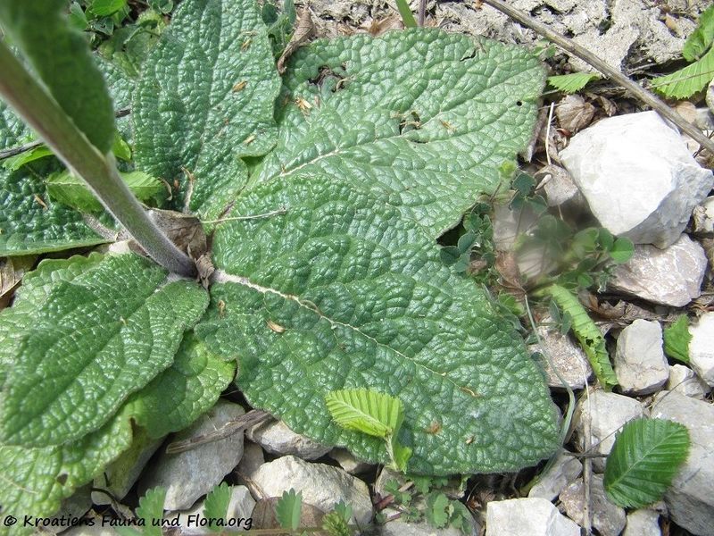 Datei:Verbascum phoeniceum Linné, 1753 Bruška 170421 7225.jpg
