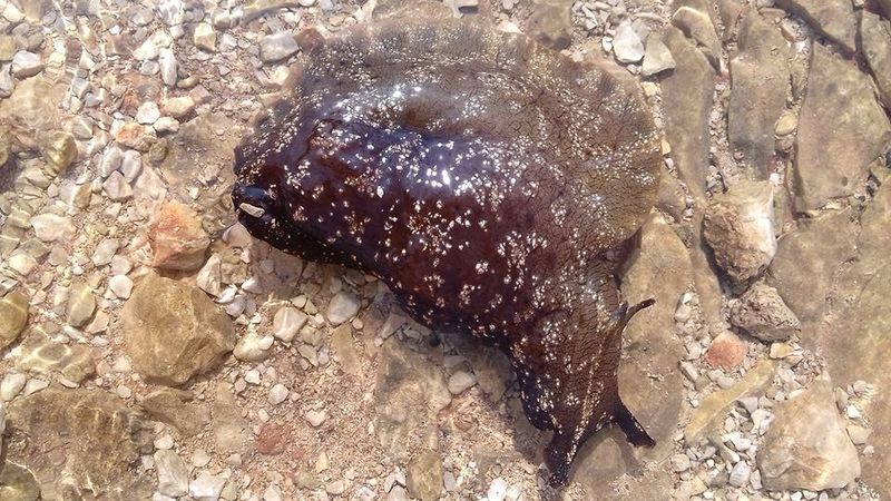 Datei:180929 Aplysia fasciata von Mirjana Šanjek.jpg