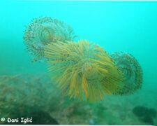 © Đani Iglić, Maslenićko ždrilo 02/2020