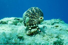© Jelena Vidmar Kružić, Mljet 07/2020