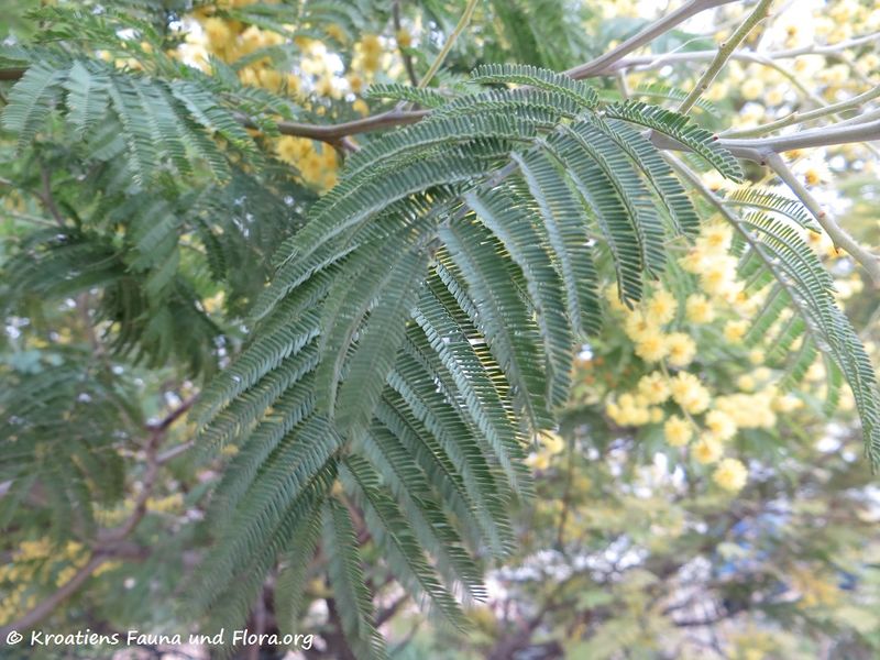 Datei:Acacia dealbata Link, 1822 SvFiJa180129 10659 txt.jpg