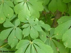 Blattminen auf der Wildform in Ohrid