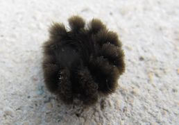 So kann sie sich am besten schützen, Otok Vir 03/2016