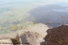 Trübes Wasser nach dem Sturm