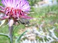 ♀ an Carduus nutans Linné, 1753, Vir 05/2014