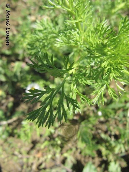 Datei:Adonis microcarpa de Candolle, 1817 Pol 140415 2236.jpg