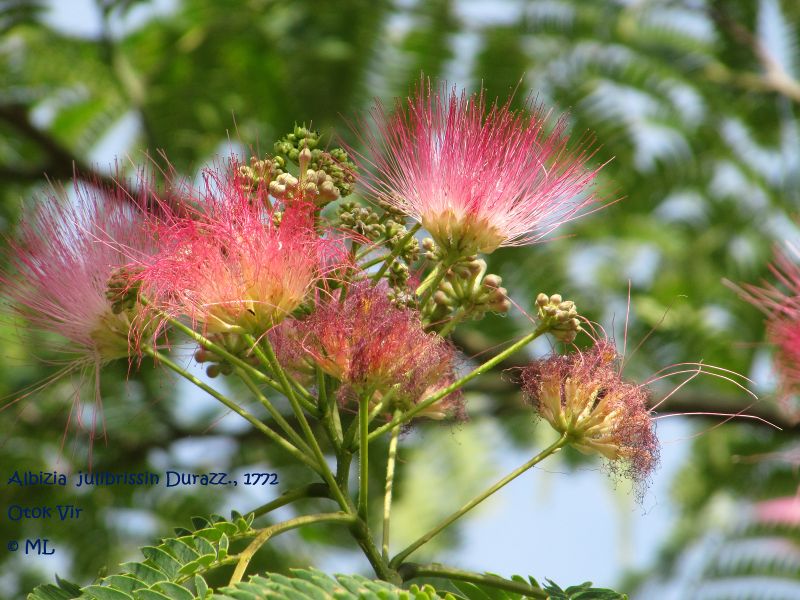 Datei:Albizia julibrissin Vir Blüte 110613 3.jpg