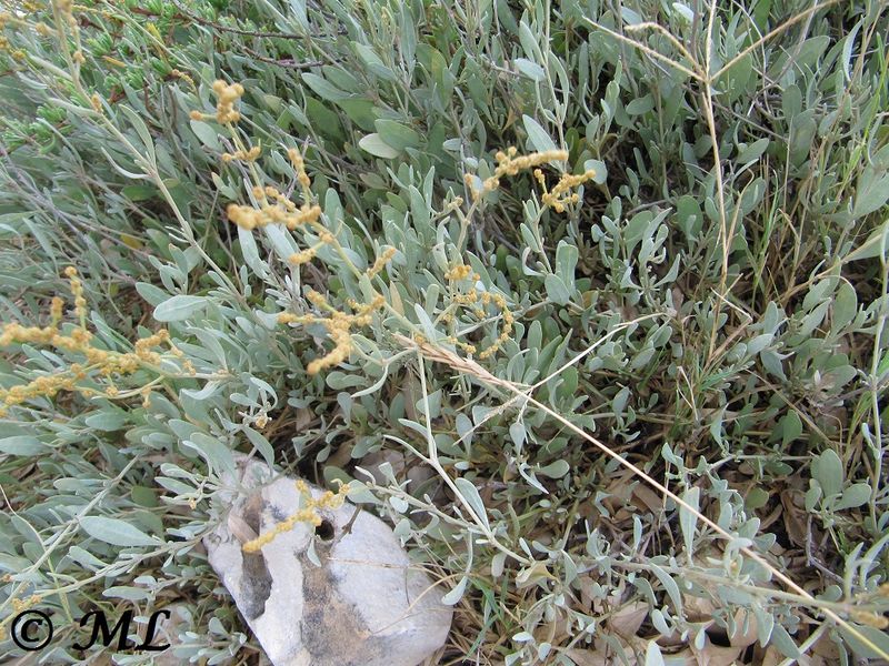 Datei:Atriplex portulacoides Linné, 1753 Vir 120901 1668.jpg