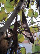 Reife Schoten, Vir 11/2015