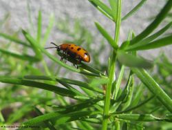 CrioSepte Vir 160926 9330 d.jpg