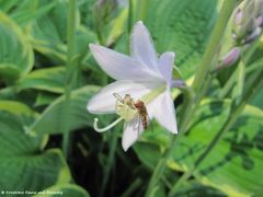 ♂ auf Hosta ventricosa (Salisb.) Stearn, 1931 - Glocken-Funkie, hosta, Frauenbründl 07/2012