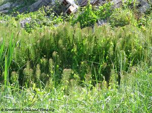 EquiTel Grbe 160430 8525 k.jpg