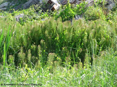 EquiTel Grbe 160430 8525 k.jpg