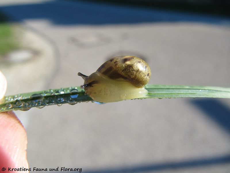 Datei:Succinea putris Linné, 1758 TH 120824 1609.jpg