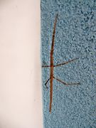 Frühmorgens wartet sie auf wärmende Strahlen, Vir 04/2016