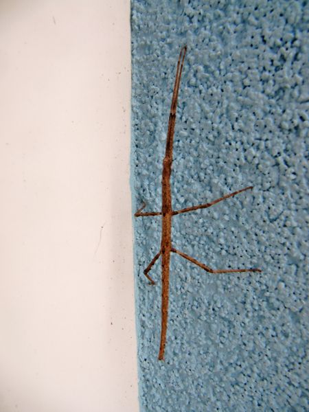 Datei:Bacillus rossius Rossi, 1788 Vir 160401 8342 k.jpg