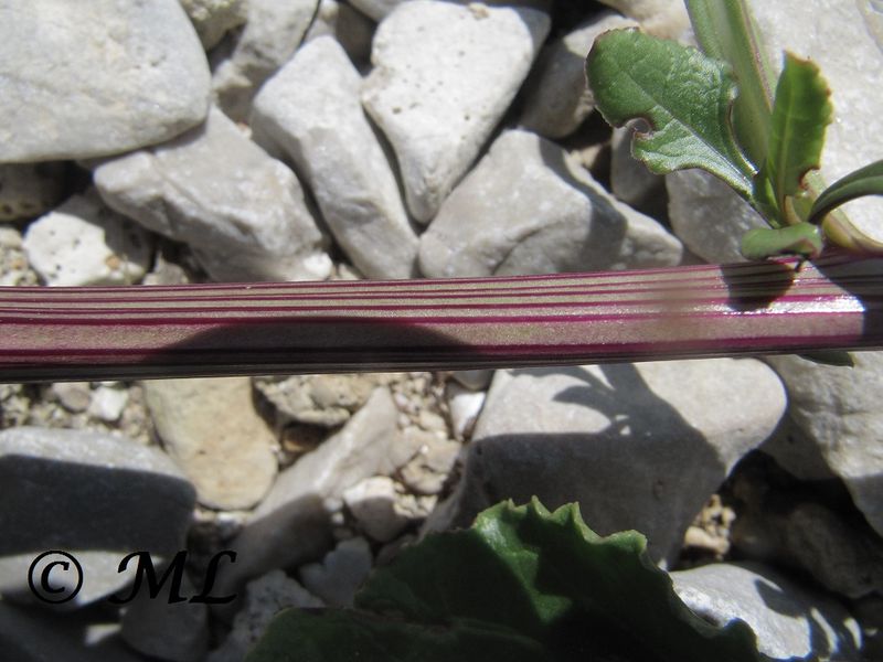 Datei:Beta vulgaris subsp. maritima Linné, 1753 140429 2781.jpg