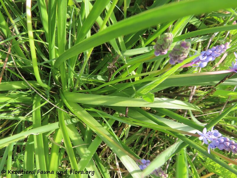 Datei:Chouardia litardierei (Breistr.) Speta, 1998 Priv 210513 2233.JPG