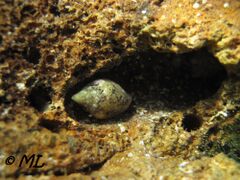 Tagsüber sind sie meist versteckt unter Steinen, Vir 09/2012