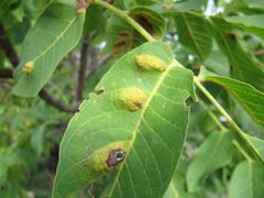 EriEri Ben 150909 1930.jpg