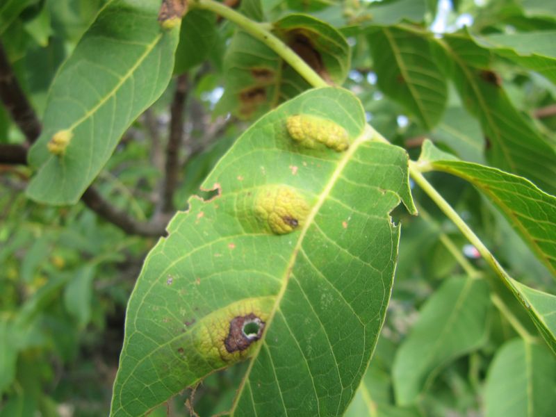 Datei:EriEri Ben 150909 1930.jpg