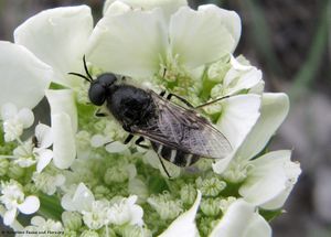 Stratiomys singularior Harris, 1776 Senj 130525 2231 D.jpg