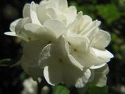 Viburnum opulus 'Roseum' Linné, 1753 - Gemeiner Schneeball, crvena hudika. Fundort: Bayern, Thalmassing 05/2012. Giftpflanze , Zierpflanze