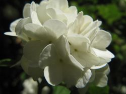 VibuOpu TH 120510 582.jpg