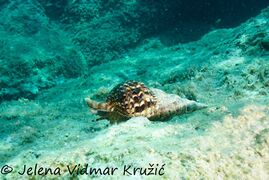 © Jelena Vidmar Kružić, Mljet 07/2020