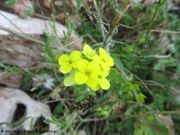 Biscutella cichoriifolia Loiseleur-Deslongchamps, 1810 - Wegwartenblättriges Brillenschötchen, cikorijevolistna šparnica. Fundort: Obrovac 06/2018