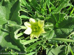 ♂ Blüte, Novi Vinodolski 10/2013