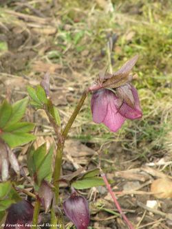 HellebPurpur TH 120319 97.jpg