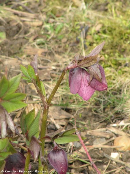 Datei:HellebPurpur TH 120319 97.jpg