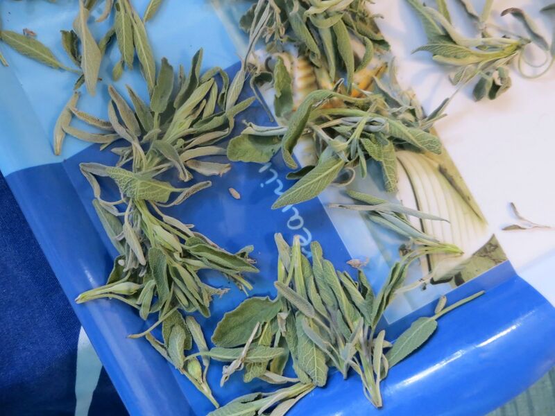 Datei:Salvia officinalis 190414 0671.jpg