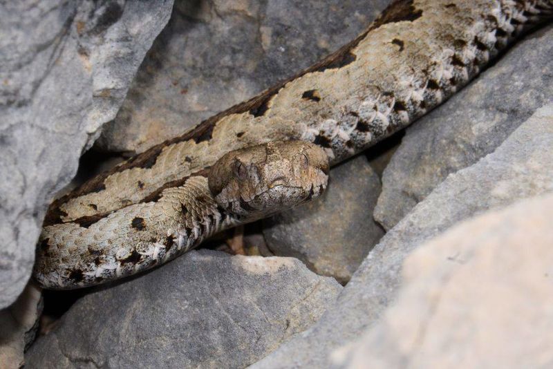 Datei:Vipera ammodytes - Hornotter 3.jpg