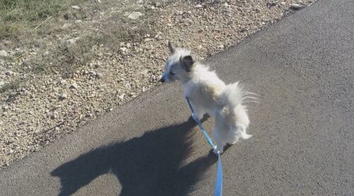 190225 Puschels Frisur 2.jpg