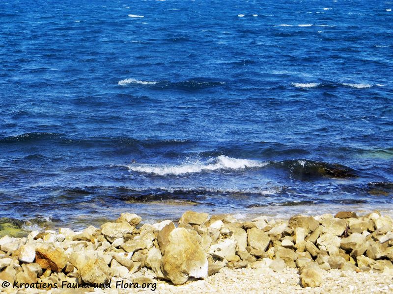 Datei:200322 350.jpg