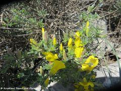 Otok Pag, D 106 bei Šimuni 03/2019