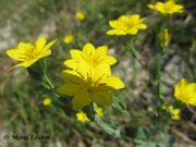 Blackstonia perfoliata (L.) Hudson, 1762 – Bitterling. Fundort: Vir 06/2013, Giftpflanze