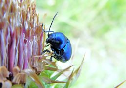 Auf Carduus nutans Linné, 1753 - Nickende Distel, poniknuti stričak, Sabunike 05/2014