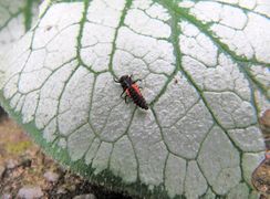 Larve, Österreich – Wien 05/2015