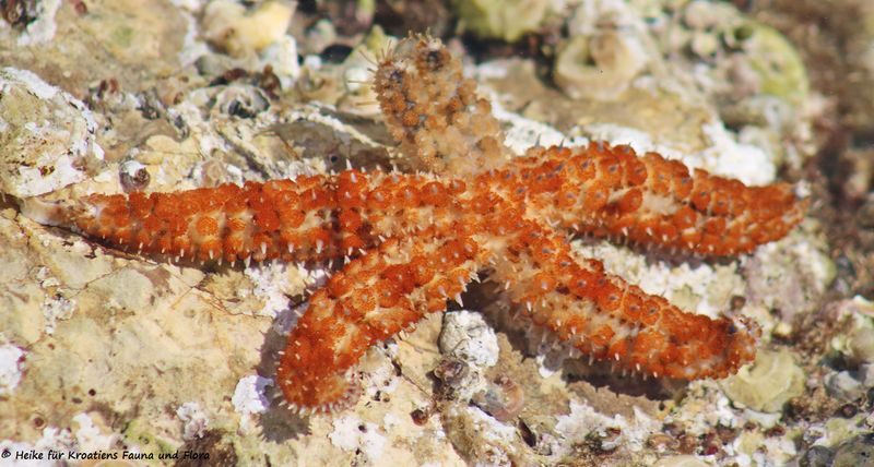 Datei:CosciTenui Mur 190121 Heike 8k.jpg